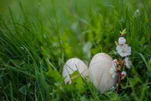 twee wit Pasen eieren met een Afdeling van abrikoos in groen gras. Pasen achtergrond. zoeken voor eieren Bij Pasen. foto