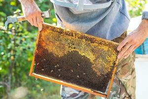 bijenkorf voorjaar beheer. imker inspecteren bij bijenkorf en bereidt zich voor bijenstal voor zomer seizoen. bijenteelt voordat honing verzameling. foto