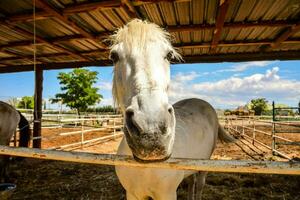 een wit paard is staand in een stal foto