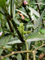 een groen sprinkhaan is neergestreken en aan het eten fabriek blad foto