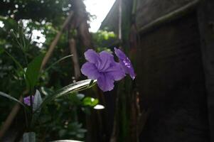 ruellia tuberosa bloemen ook bekend net zo miniwortel, koorts wortel, leeuwenbek wortel en schapen aardappel foto