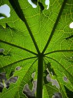 groen papaja bladeren met een uniek structuur foto