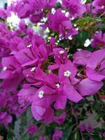 papier bloemen of bougainvillea of bougainvillea spectabilis heeft oranje of paars kleur en zijn stamper is wit foto