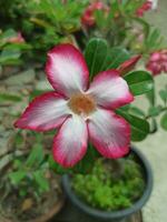 Japan adenium of adenium zwaarlijvig bloem is bloeiend foto