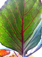 blaukraut of rood kool of brassica oleracea foto