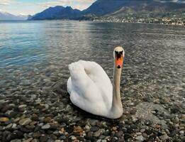 zwaan in meer como, Italië foto