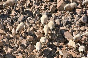 schapen begrazing Aan rotsen in de woestijn foto