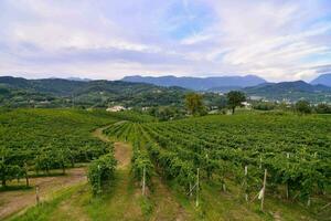 een wijngaard in de bergen foto