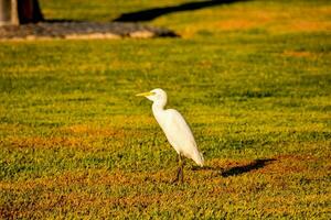 een wit vogel staand Aan de gras in een veld- foto