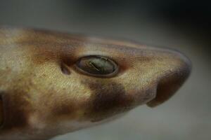een dichtbij omhoog van een haai hoofd met een bruin lichaam foto
