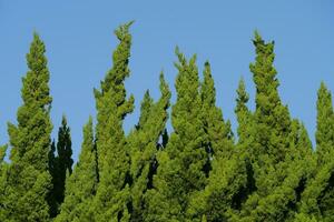 een groep van hoog groen bomen tegen een Doorzichtig blauw lucht foto