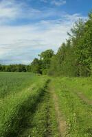 Polen zomer landschap foto