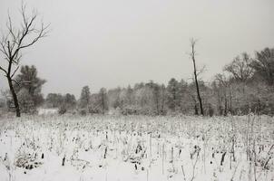 wintersneeuwlandschap foto