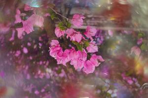 delicaat roze bougainvillea in de zomer zon foto