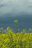 verkrachting geel bloem foto