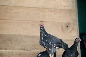 twee jong kippen of lokaal kippen met zwart veren zijn roamen in de omgeving van in de werf foto