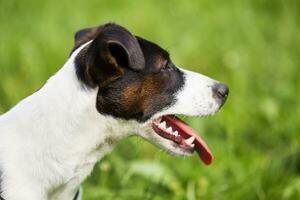 dichtbij omhoog portret van mooi hond jack Russell terriër in de natuur. foto