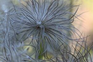 wit bloem van decoratief linnen tussen groen bladeren foto