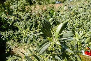 een olijf- boom met groen bladeren en bloemen foto