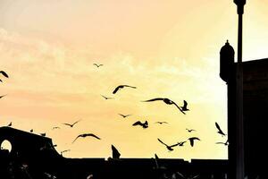 vogelstand vliegend over- de stad Bij zonsondergang foto