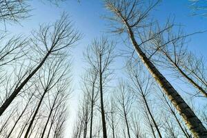 hoog bomen in een Woud met blauw lucht foto