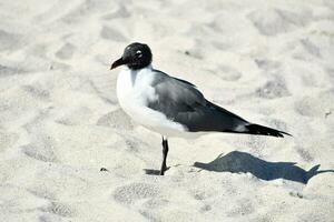 een zwart en wit vogel staand Aan een zanderig strand foto