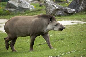 tapir in een opruimen foto