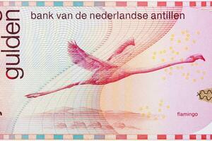 flamingo van Nederland antilliaanse geld foto