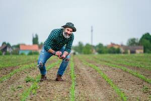 gelukkig boer gebruik makend van mobiel telefoon terwijl staand in zijn groeit maïs veld- foto