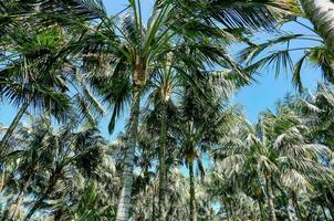 palm bomen in de tropisch Woud foto