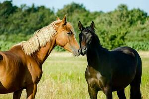 twee paarden zijn staand in een veld- foto