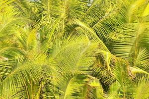 een dichtbij omhoog van een palm boom met groen bladeren foto
