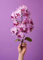ai gegenereerd een hand- Holding een orchidee bloem Aan een geïsoleerd Purper achtergrond foto