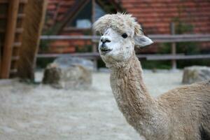 lama alpaca in de dierentuin, pluizig en schattig dier foto