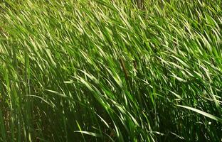 een veel van stengels van groen riet. ongeëvenaard riet met lang stengels foto