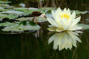 een mooi geel lelie is weerspiegeld in de water foto