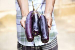 vers biologisch groenten aubergine Aan hand- houden. selectief focus foto