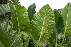 groen alocasia of olifant oor boom fabriek natuurlijk structuur achtergrond foto