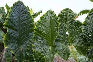 groen alocasia of olifant oor boom fabriek natuurlijk structuur achtergrond foto