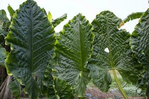 groen alocasia of olifant oor boom fabriek natuurlijk structuur achtergrond foto