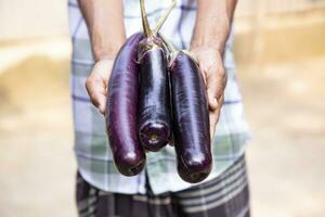 vers biologisch groenten aubergine Aan hand- houden. selectief focus foto