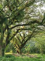 oud bossen afbeelding foto