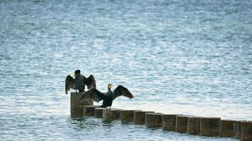 aalscholver Aan een golfbreker Aan de Baltisch zee. de vogelstand droog hun veren in de zon foto