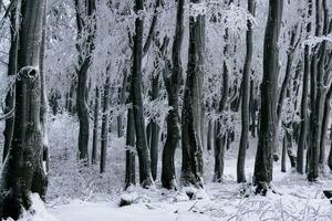 zwart winter bomen in de Woud gedekt met vorst foto