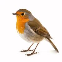 een eenzaam rood Robin erithacus rubecula neergestreken Aan blanco wit. foto