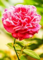 roze roos bloemen Aan de struik in de tuin in zomer. roze rozen in de tuin. mooi Scherm van rozen in een tuin instelling. foto
