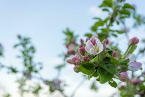 bloeiende Afdeling van appel boom met roze bloemen Aan blauw lucht achtergrond foto