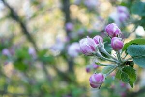 bloeiende Afdeling van appel boom in voorjaar tuin. wazig achtergrond. foto