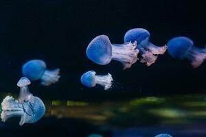 mooi kleurrijk kwal in aquarium foto