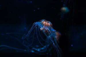 klein kwallen verlichte met blauw licht zwemmen in aquarium. foto